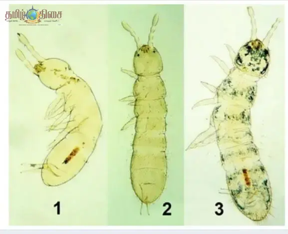 நீலகிரி மண்ணில் 2 புதிய உயிரினங்கள் கண்டுபிடிப்பு